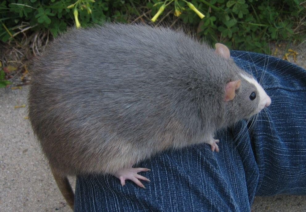 A big rat sitting on a person's leg.