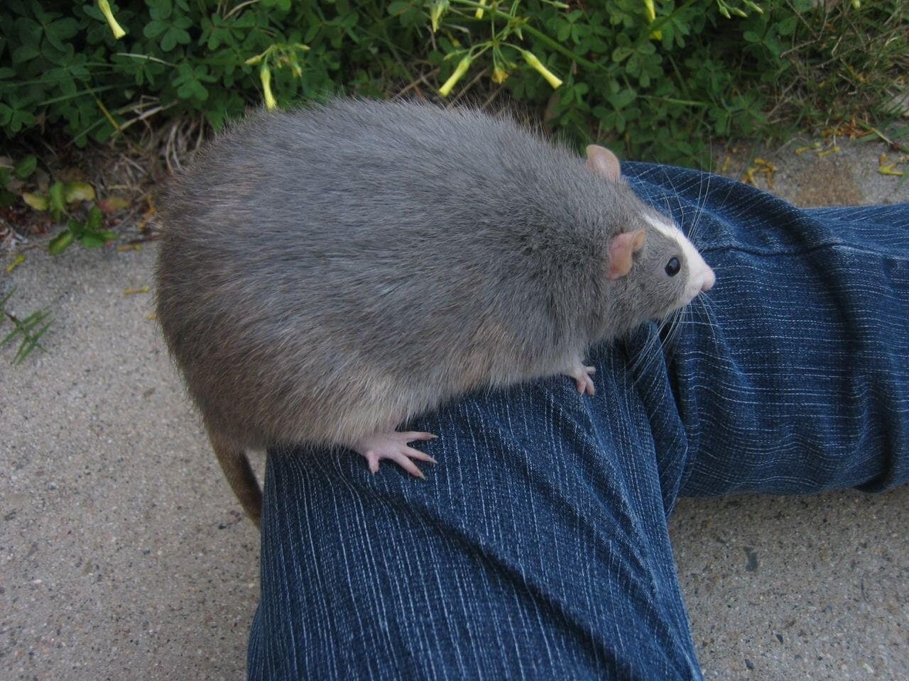 A big rat sitting on a person's leg.