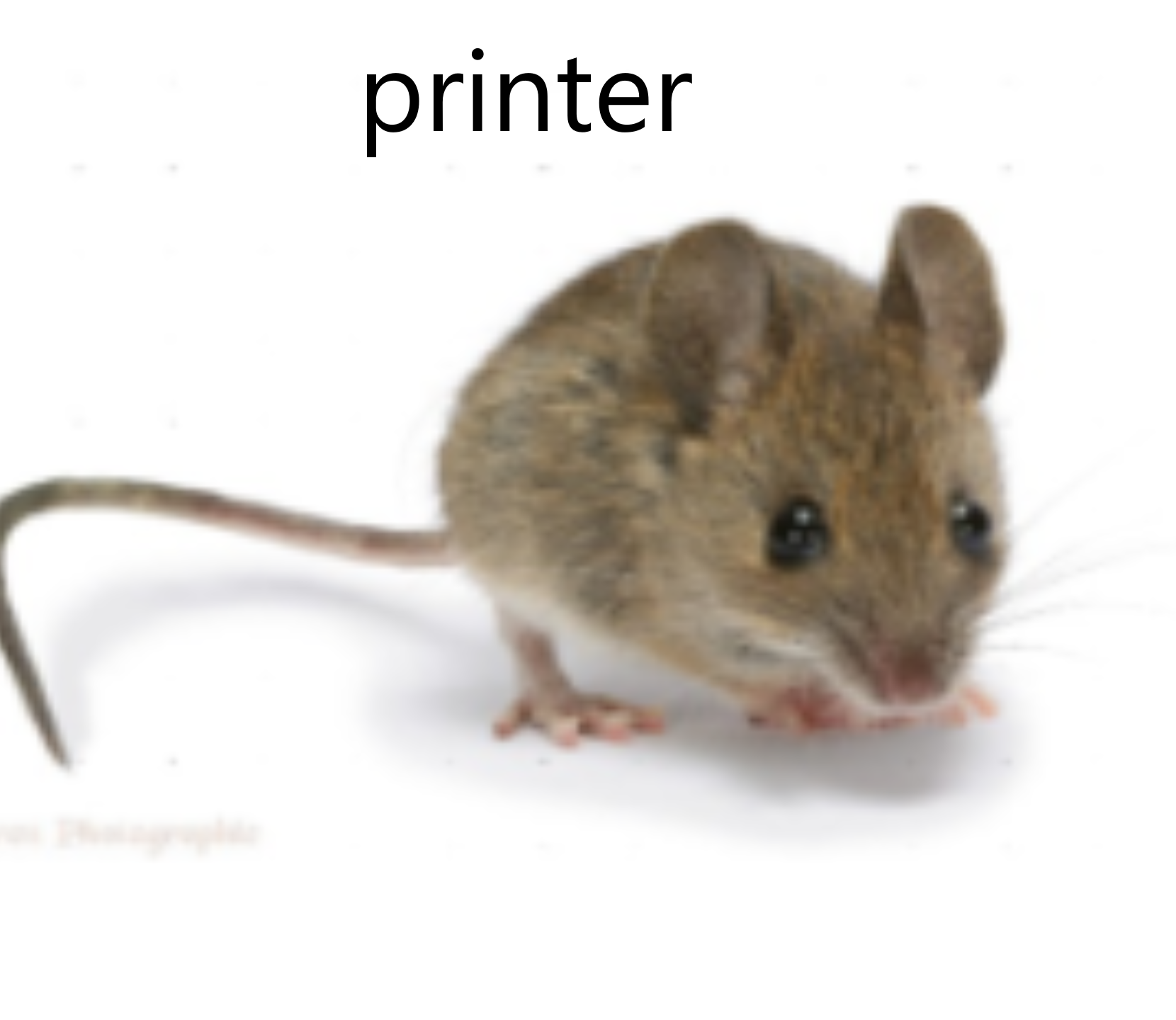 Домовая мышь маленькая